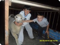 Куповина оваца