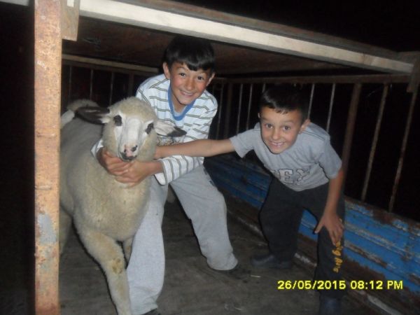 slike 5 ovaca mladima za kosmet 3